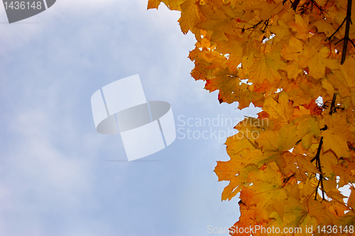 Image of Leaves and blue sky