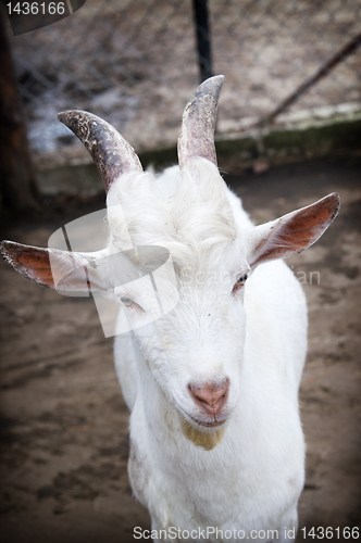 Image of Funny goat