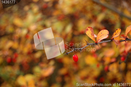 Image of Autumn leaves