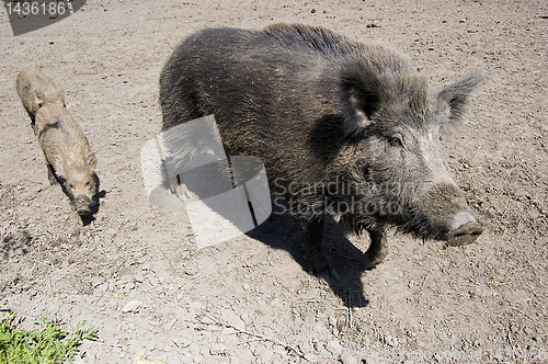 Image of wild boars family