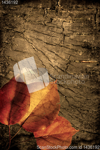 Image of autumn background