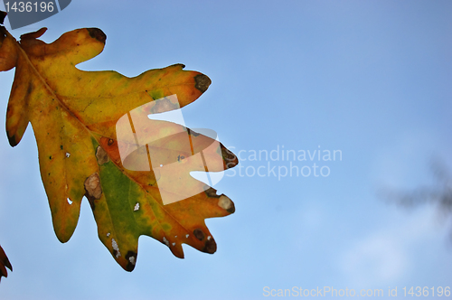 Image of Leaves and blue sky