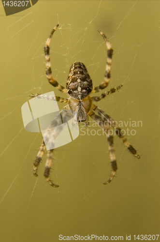 Image of Spider on web