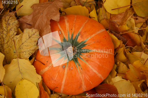 Image of Autumn pumpkin