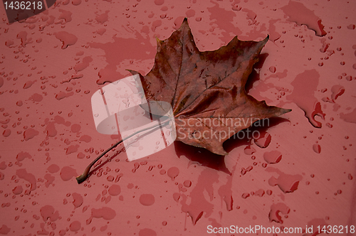 Image of autumn leaf over red metalic surface