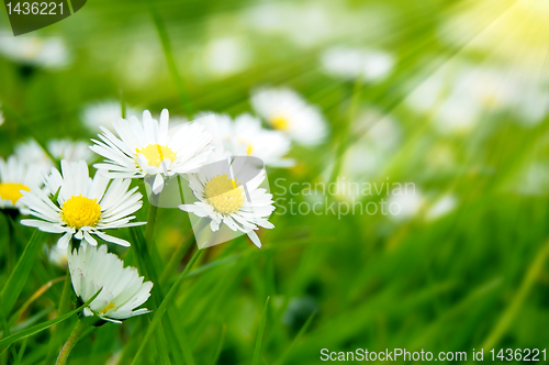 Image of Field of daises