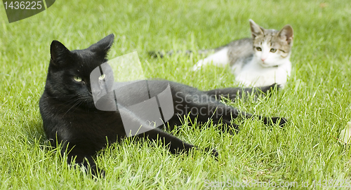 Image of Black and white - two cats