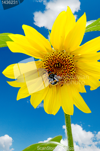 Image of Bumblebee on a sunflower