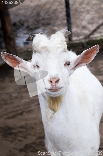 Image of Funny goat