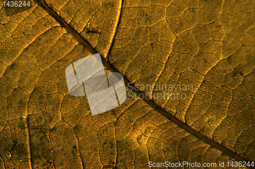 Image of Autumn leaves