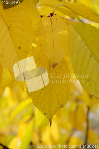 Image of Autumn leaves