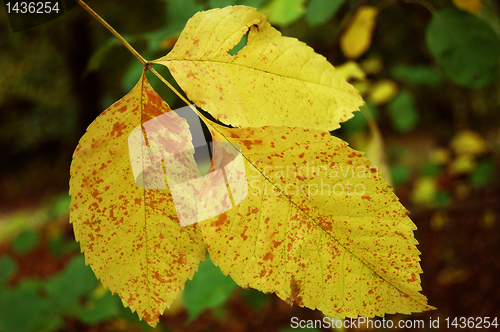 Image of Autumn leaves