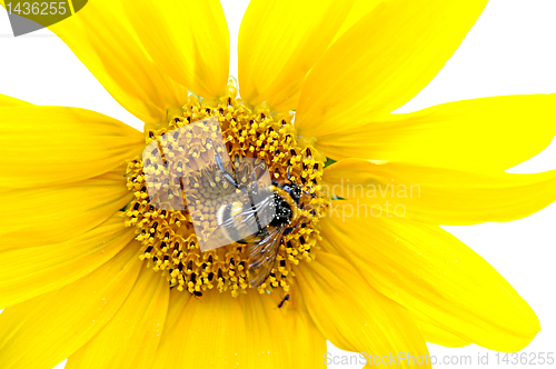 Image of Bumblebee on a sunflower 