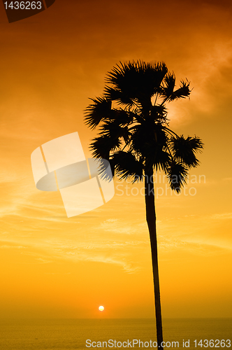 Image of Sunset with palm