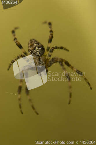 Image of Spider on web