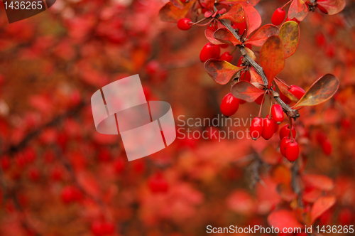 Image of Autumn leaves