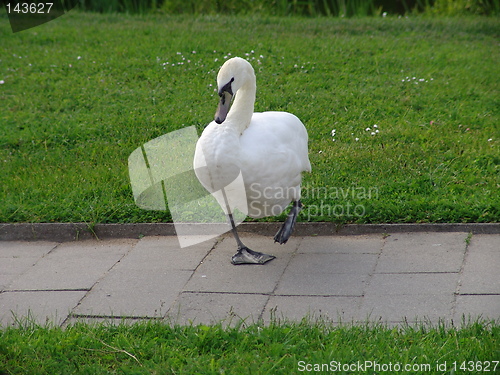 Image of Swan