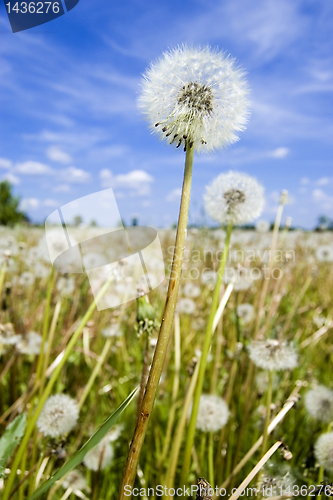 Image of Dandelion field over blue sky