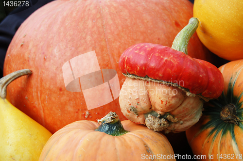 Image of Autumn pumpkin composition