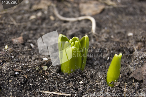 Image of First flower this spring