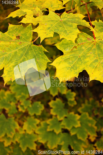 Image of Autumn leaves