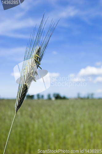 Image of Wheat field on spring