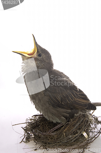 Image of Feeding little hungry bird