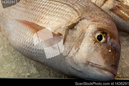 Image of Fresh fish