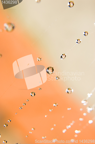 Image of Water drops on spider web