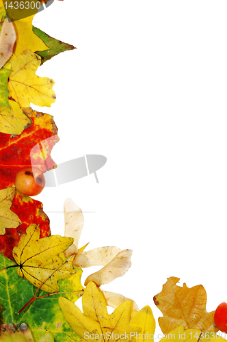 Image of Autumn leaves