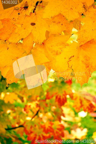 Image of Autumn leaves