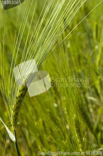 Image of Wheat field on spring