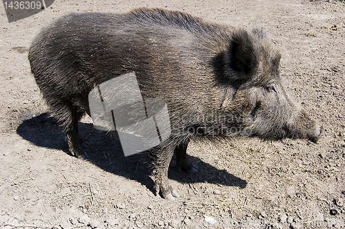 Image of wild boar