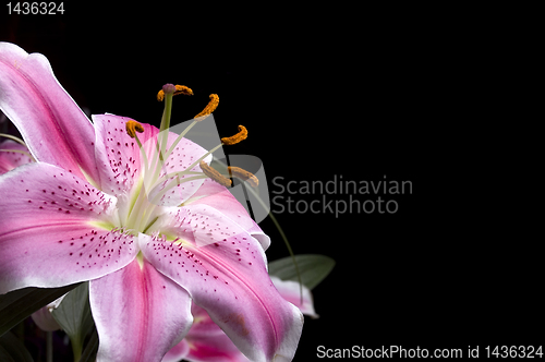 Image of Pink lilly