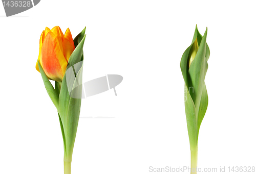 Image of Spring tulips isolated on white
