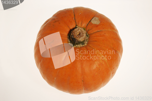 Image of Pumpkin