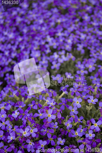 Image of Many violet flowers
