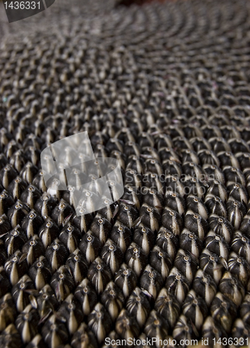 Image of Sunflower with seeds