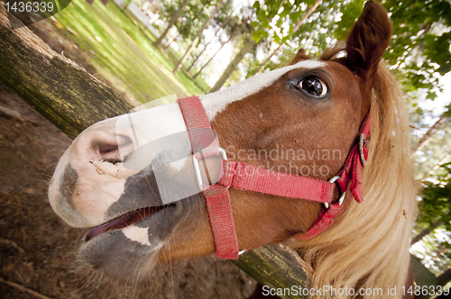 Image of Horse close up