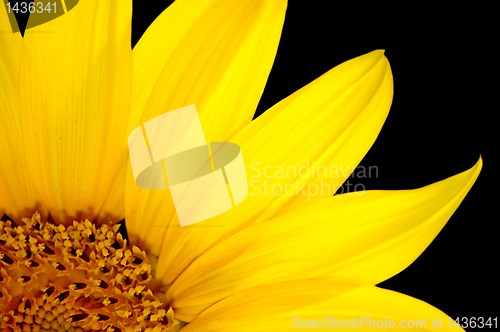 Image of sunflower