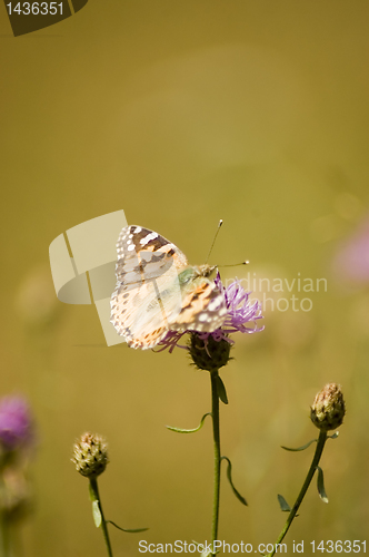 Image of butterfly on a flower.