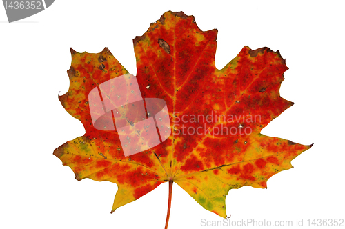 Image of Autumn leaves