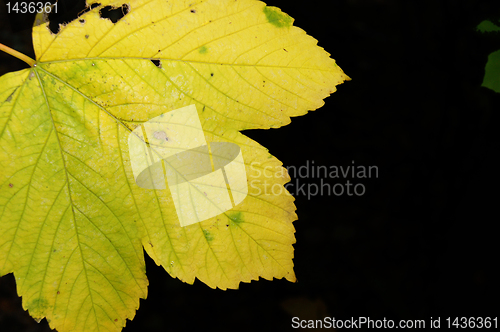 Image of Autumn leaves