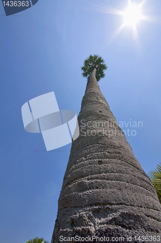 Image of Tall palm over blue sky