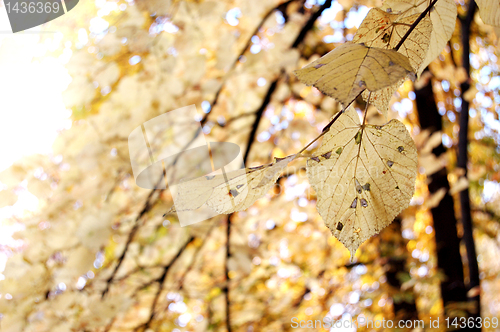 Image of Autumn leaves