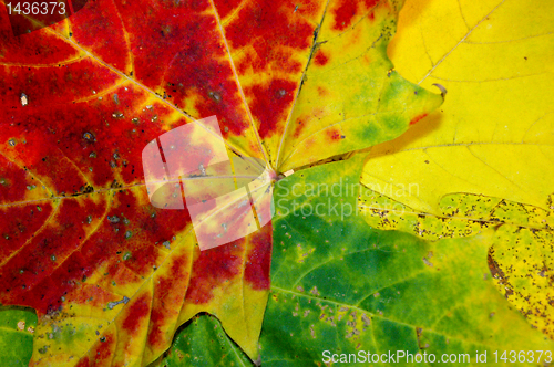 Image of Autumn leaves