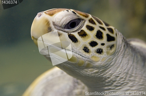 Image of Sea turtle