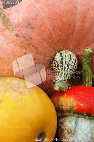 Image of Autumn pumpkin composition