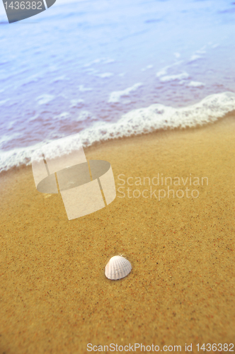 Image of Sea shell on sandy beach