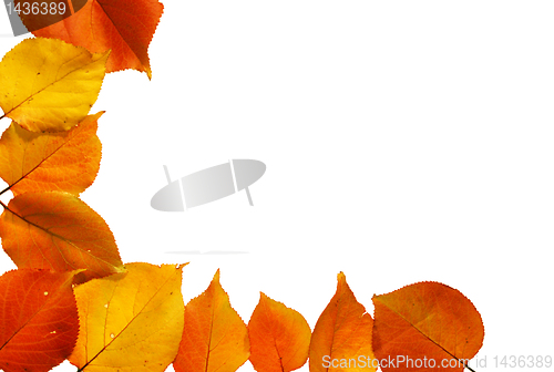 Image of Autumn leaves
